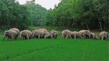 চট্টগ্রামে বিচরণ ক্ষেত্র হারিয়ে হাতিরা বিপন্ন